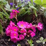 Primula rosea 'Gigas' - Sleutelbloem