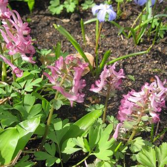 Corydalis solida