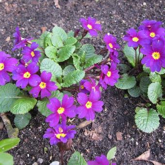 Primula 'Wanda'