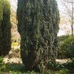 Taxus baccata 'Fastigiata Aureomarginata'  - Venijnboom