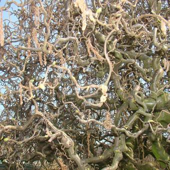 Corylus avellana 'Contorta'