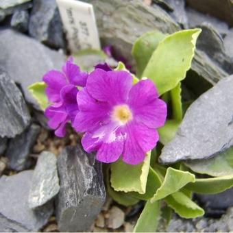 Primula allionii 'Mrs. Peggy Wilson'