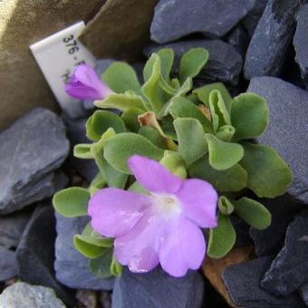 Primula allionii 'Hartside'