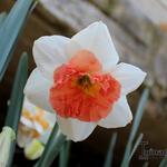 Narcissus 'Precocious' - Grootkronige narcis