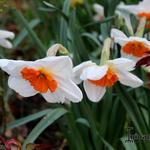 Narcissus 'Professor Einstein' - Narcis