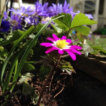 Anemone blanda var. rosea 'Radar'