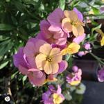 Erysimum ARTIST'S 'Paintbox' - Steenraket, muurbloem