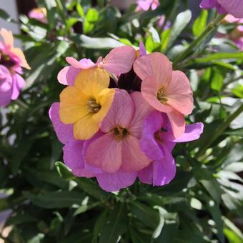 Erysimum ARTIST'S 'Paintbox'