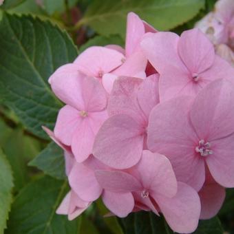 Hydrangea macrophylla