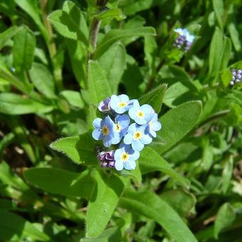 Myosotis alpestris