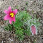 Pulsatilla vulgaris 'Rubra' - Wildemanskruid