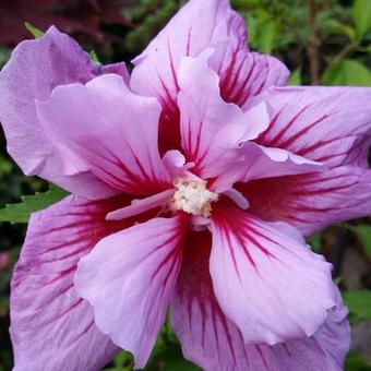 Hibiscus syriacus 'Purple Pillar'