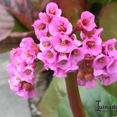 Bergenia cordifolia 'Purpurea' - Schoenlappersplant