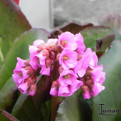 Schoenlappersplant - Bergenia cordifolia 'Purpurea'