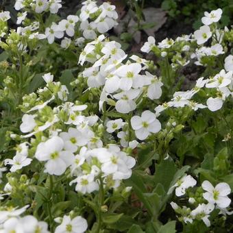 Arabis caucasica 'Snowcap'