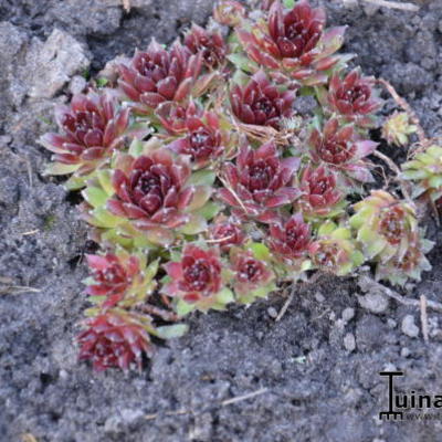 Huislook - Sempervivum 'Silberkarneol'