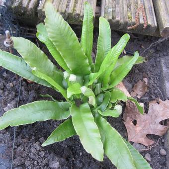 Asplenium scolopendrium