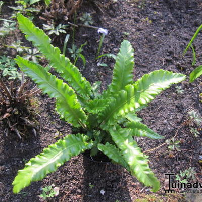 Asplenium scolopendrium 'Angustifolia' - Tongvaren