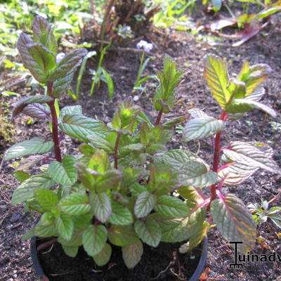 Groene munt - Mentha spicata