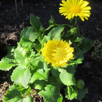 Doronicum orientale 'Little Leo'