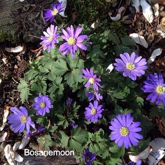 Anemone blanda