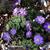 Anemone blanda