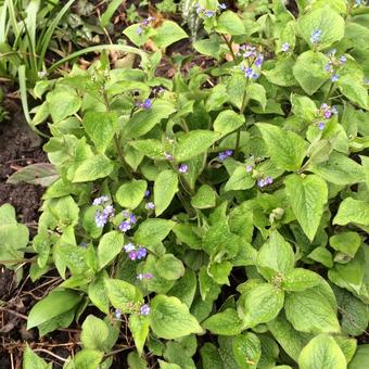 Brunnera macrophylla