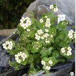 Draba ramosissima - Vertakte Draba