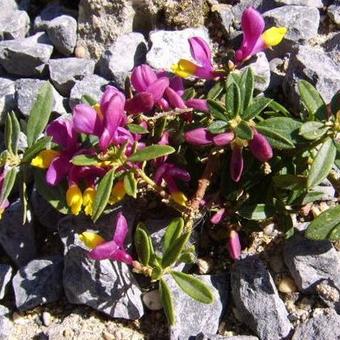 Polygala chamaebuxus 'Grandiflora'