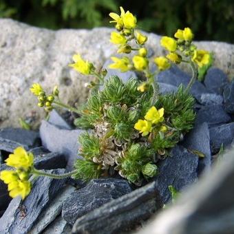 Draba archibaldii