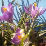 Crocus vernus 'Remembrance' - Krokus