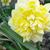 Narcissus 'Sweet Pomponette'