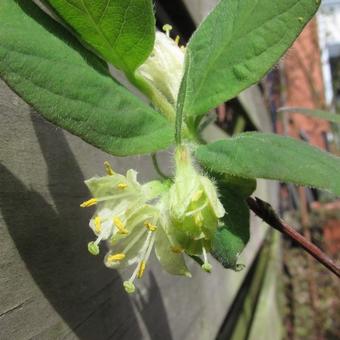 Lonicera caerulea var. kamtschatica