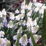 Muscari aucheri 'White Magic' - Druifhyacint, Blauwe druifjes