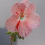 Pelargonium 'Bildeston Speckled' - Geranium