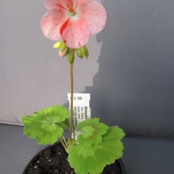 Pelargonium 'Bildeston Speckled'