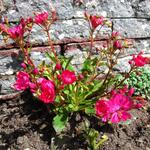 Lewisia cotyledon 'Regenbogen' - Bitterkruid