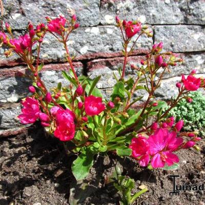 Lewisia cotyledon 'Regenbogen' - Bitterkruid