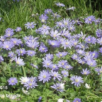 Anemone blanda