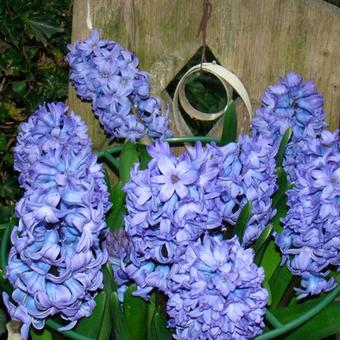 Hyacinthus orientalis 'Blue Jacket'