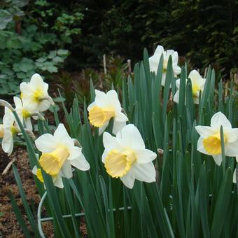 Narcissus 'Spring Pride'