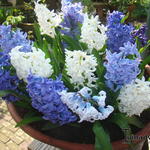 Hyacinthus orientalis 'White Pearl' - Hyacint