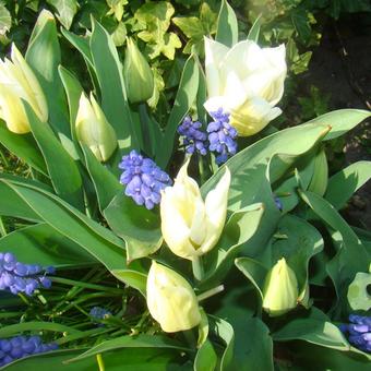 Tulipa 'Calgary'