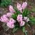 Hyacinthus orientalis 'Pink Surprise'