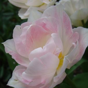 Tulipa 'Angelique'