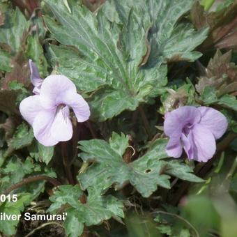 Viola cornuta 'Silver Samurai'