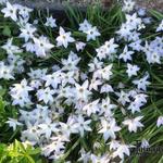 Ipheion uniflorum 'Alberto Castillo' - Oude wijfjes/Voorjaarster