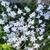 Ipheion uniflorum 'Alberto Castillo'