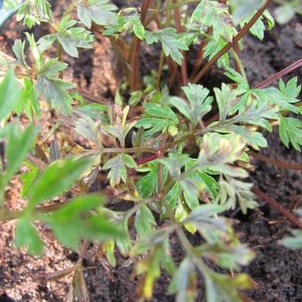 Anthriscus sylvestris 'Ravenswing'