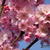 Prunus 'Accolade'